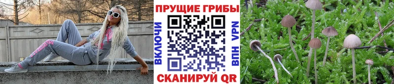 купить наркоту  Заринск  Галлюциногенные грибы Magic Shrooms 